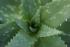 Beneficios del Aloe Vera
